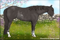 Horse Color:Smoky Black Sabino Rabicano 