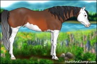 Horse Color:Bay Splash 