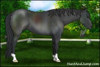 Horse Color:Black 