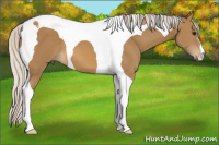 Horse Color:Silver Buckskin Tobiano 