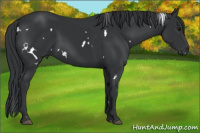 Horse Color:White Spotted Black