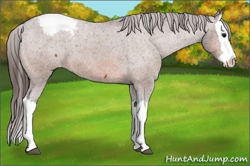 Horse Color:Bay Splash Appaloosa