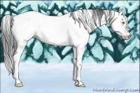 Horse Color:Gray White Spotted Amber Champagne Splash