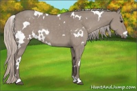 Horse Color:White Spotted Silver Grullo