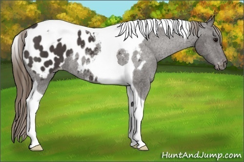 Horse Color:Smoky Black Tobiano Blanket Rabicano 