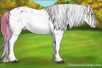 Horse Color:Watercolor Chestnut Sabino Appaloosa 