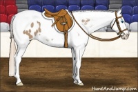 Horse Color:White Spotted Red Dun Splash Tobiano Appaloosa 