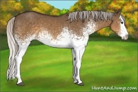 Horse Color:White Spotted Silver Buckskin Dun Sabino Splash 