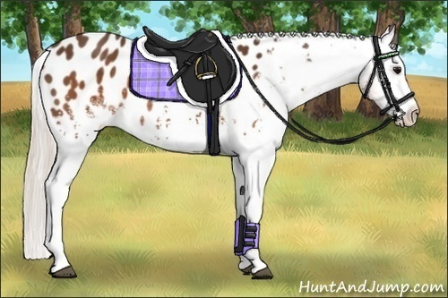 Horse Color: White Spotted Silver Buckskin Blanket 