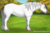 Horse Color:Bay Dun Splash Tobiano Frame Rabicano