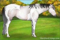Horse Color:Gray Bay Tobiano Rabicano
