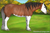 Horse Color:Bay Splash Rabicano 