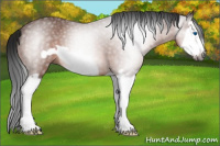 Horse Color:Gray Bay Splash Frame 
