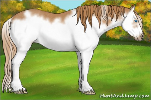 Horse Color: Chestnut Sabino Splash Frame Rabicano 