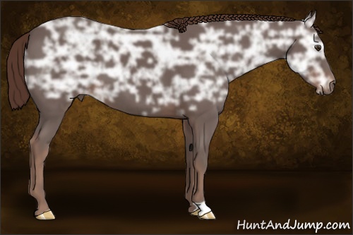 Horse Color: Liver Chestnut Ice 