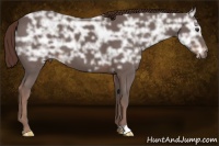 Horse Color:Liver Chestnut Ice 
