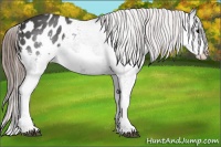 Horse Color:Black Splash Appaloosa 