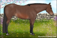 Horse Color:Bay Roan 
