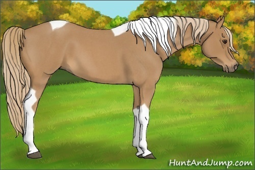 Horse Color:Red Roan Tobiano