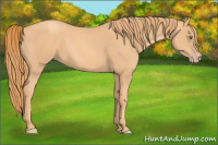 Horse Color:Gold Champagne
