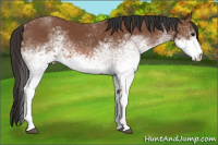 Horse Color:White Spotted Bay 
