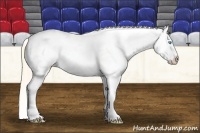 Horse Color:Perlino Appaloosa 