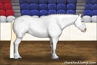 Horse Color:Buckskin Roan Dun Blanket 