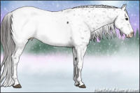Horse Color:Black Near Fewspot