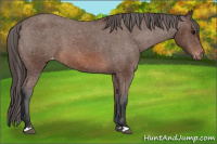 Horse Color:Bay Appaloosa