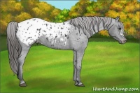 Horse Color:Black Appaloosa 