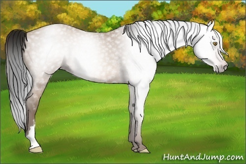 Horse Color:Gray Amber Champagne 