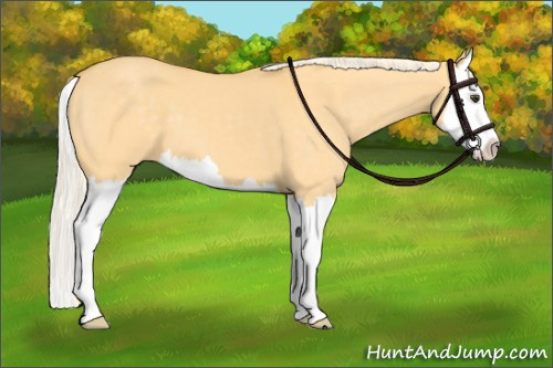 Horse Color: Palomino Dun Sabino Splash 