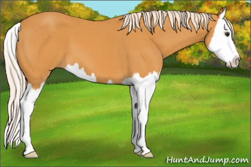 Horse Color: Palomino Splash 