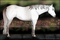 Horse Color:Gray Chestnut 