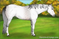 Horse Color:Gray Bay Splash Tobiano 