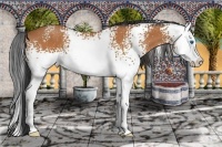 Horse Color:White Spotted Bay Sabino Splash