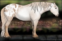 Horse Color:Gray Palomino Blanket Rabicano 