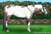 Horse Color:White Spotted Bay Dun Frame 