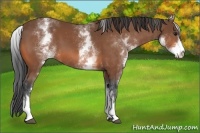 Horse Color:White Spotted Bay 