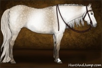 Horse Color:Gray Silver Smoky Grullo 