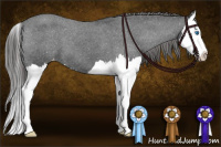 Horse Color:Blue Roan Splash Appaloosa 