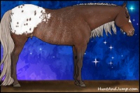 Horse Color:Silver Brown Blanket Rabicano 