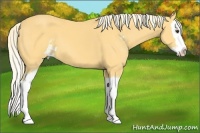 Horse Color:Palomino Sabino Splash