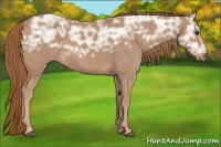 Horse Color:Chestnut Ice 