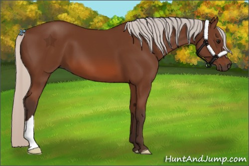 Horse Color: Silver Bay 