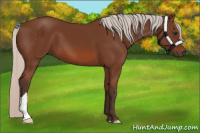 Horse Color:Silver Bay 