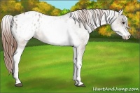 Horse Color:White Spotted Brown Dun Appaloosa Rabicano 