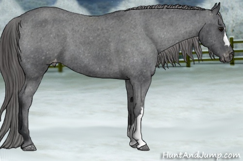 Horse Color: Blue Roan Varnish 