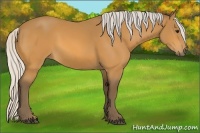 Horse Color:Silver Buckskin 