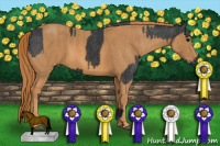 Horse Color:Black  Brindle